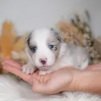 Willow, a female Border Collie for sale in Springfield, MO – Photo 5 of 7