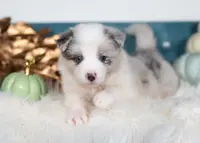 processed/d88d19c5-c1b5-4e2c-baef-1a3b1bf32465/listing/451ea963-947f-4d94-aaae-a22220b2d6b8/213baf9a-d780-4b9c-b00f-3aa44ee01e57