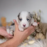 Willow, a female Border Collie for sale in Springfield, MO – Photo 4 of 7
