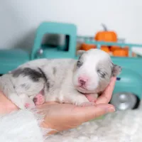 Willow, a female Border Collie for sale in Springfield, MO – Photo 7 of 7