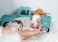 processed/d88d19c5-c1b5-4e2c-baef-1a3b1bf32465/listing/451ea963-947f-4d94-aaae-a22220b2d6b8/2c6cd247-4c0e-40ec-bd73-dcb63024292a