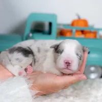 Willow, a female Border Collie for sale in Springfield, MO – Photo 6 of 7