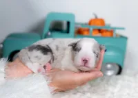 processed/d88d19c5-c1b5-4e2c-baef-1a3b1bf32465/listing/451ea963-947f-4d94-aaae-a22220b2d6b8/3e976d63-7ff4-41b0-84f5-55a7832b6bb4