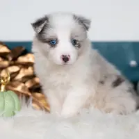 Willow, a female Border Collie for sale in Springfield, MO – Photo 3 of 7