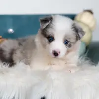 Willow, a female Border Collie for sale in Springfield, MO – Photo 1 of 7