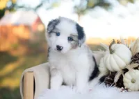 Sage, a male Border Collie for sale in Springfield, MO – 2 of 5