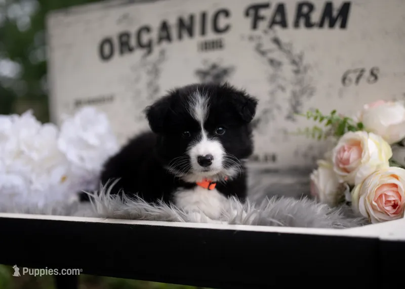 Nova – Border Collie puppy for sale in Springfield, MO