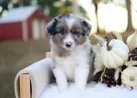 Wilder, a male Border Collie for sale in Springfield, MO – 2 of 4