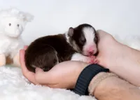 Sol, a male Border Collie for sale in Springfield, MO – Photo 10 of 10