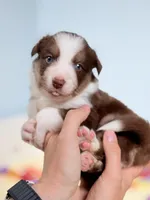 Sol, a male Border Collie for sale in Springfield, MO – Photo 1 of 10