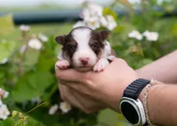Sol, a male Border Collie for sale in Springfield, MO – Photo 4 of 10