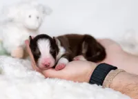 Sol, a male Border Collie for sale in Springfield, MO – Photo 8 of 10