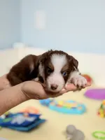 Sol, a male Border Collie for sale in Springfield, MO – Photo 3 of 10