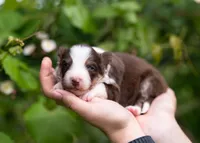 Sol, a male Border Collie for sale in Springfield, MO – Photo 5 of 10
