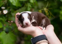 Sol, a male Border Collie for sale in Springfield, MO – Photo 6 of 10
