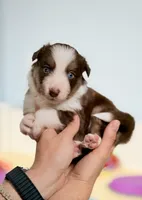 Sol, a male Border Collie for sale in Springfield, MO – Photo 2 of 10