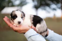 Suede, a male Border Collie for sale in Springfield, MO – 8 of 9