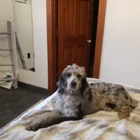 Alana, a female Border Collie and Poodle - Standard  for sale in Springfield, MO – Photo 5 of 10