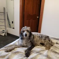 Alana, a female Border Collie and Poodle - Standard  for sale in Springfield, MO – Photo 6 of 10