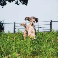 Alana, a female Border Collie and Poodle - Standard  for sale in Springfield, MO – Photo 2 of 10