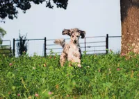 processed/d88d19c5-c1b5-4e2c-baef-1a3b1bf32465/listing/4ce1c8e1-ae38-4092-b7e4-9a731b81db19/59c209db-2b74-441b-aaa3-5e9ea85fd2ba