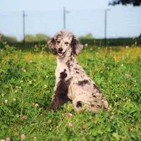 Alana, a female Border Collie and Poodle - Standard  for sale in Springfield, MO – Photo 1 of 10