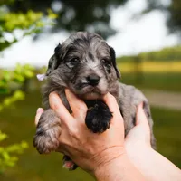 Alana, a female Border Collie and Poodle - Standard  for sale in Springfield, MO – Photo 9 of 10