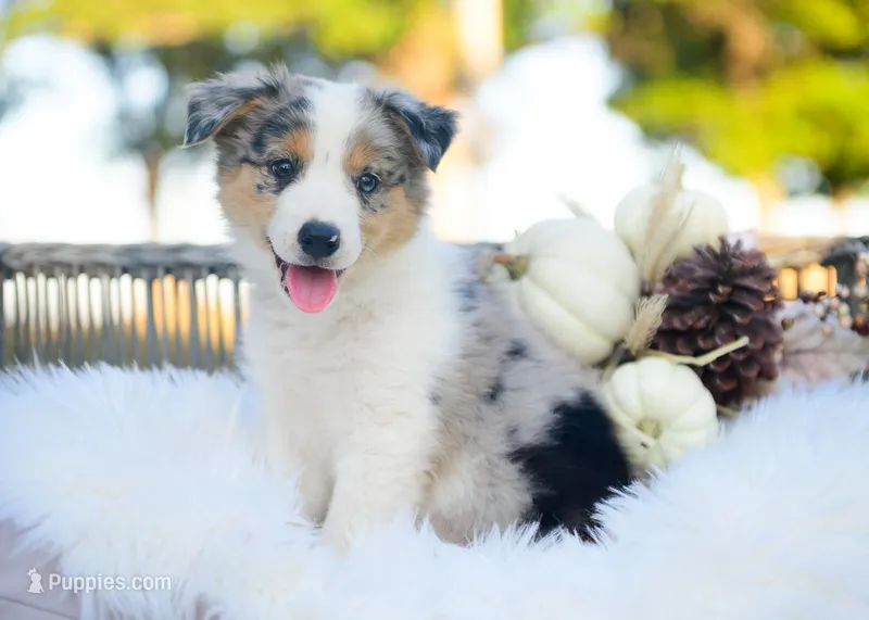 Velvet – Border Collie puppy for sale in Springfield, MO