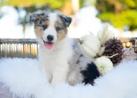 Velvet, a female Border Collie for sale in Springfield, MO – 1 of 10