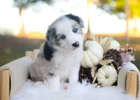 Sage, a male Border Collie for sale in Springfield, MO – 3 of 5