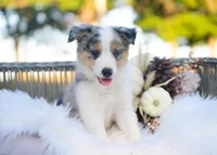 Velvet, a female Border Collie for sale in Springfield, MO – 2 of 10