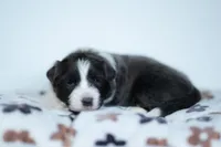 Triscuit, a female Border Collie for sale in Springfield, MO – Photo 8 of 10