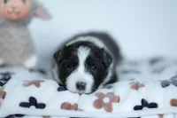 Triscuit, a female Border Collie for sale in Springfield, MO – Photo 9 of 10