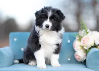 Triscuit, a female Border Collie for sale in Springfield, MO – Photo 2 of 10