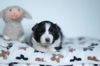 Triscuit, a female Border Collie for sale in Springfield, MO – Photo 10 of 10