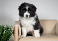 Triscuit, a female Border Collie for sale in Springfield, MO – Photo 5 of 10