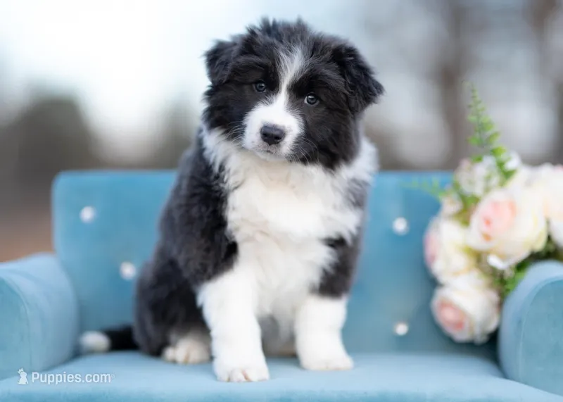 Triscuit, a female Border Collie for sale in Springfield, MO – Photo 1 of 10