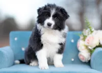 Triscuit, a female Border Collie for sale in Springfield, MO – Photo 1 of 10