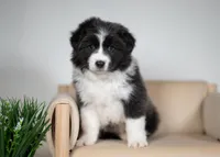 Triscuit, a female Border Collie for sale in Springfield, MO – Photo 4 of 10