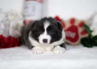 Triscuit, a female Border Collie for sale in Springfield, MO – Photo 6 of 10