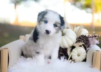 Sage, a male Border Collie for sale in Springfield, MO – 4 of 5
