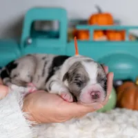 Cedarbrook, a male Border Collie for sale in Springfield, MO – Photo 3 of 6