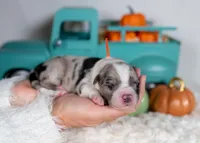 Cedarbrook, a male Border Collie for sale in Springfield, MO – Photo 3 of 6