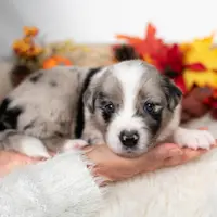 Cedarbrook, a male Border Collie for sale in Springfield, MO – Photo 2 of 6