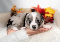 Cedarbrook, a male Border Collie for sale in Springfield, MO – Photo 2 of 6