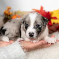 Cedarbrook, a male Border Collie for sale in Springfield, MO – Photo 1 of 6