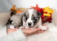 Cedarbrook, a male Border Collie for sale in Springfield, MO – Photo 1 of 6