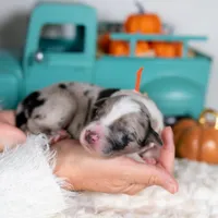 Cedarbrook, a male Border Collie for sale in Springfield, MO – Photo 4 of 6