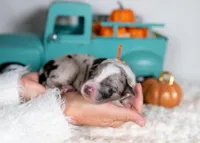 Cedarbrook, a male Border Collie for sale in Springfield, MO – Photo 4 of 6