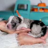 Cedarbrook, a male Border Collie for sale in Springfield, MO – Photo 6 of 6